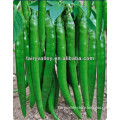 High Yield Hot Resistance Cayenne Pepper Seeds-Young Hui